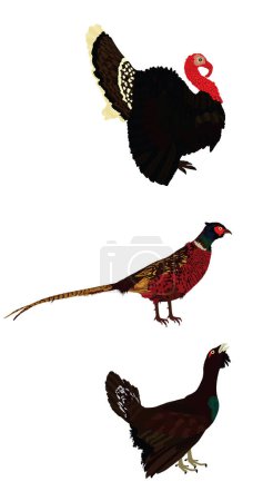 Illustration for Forest and meadow wildlife birds vector illustration isolated on white background. Turkey male, gobbler. Grouse and Pheasant. Bird watching. Plumage in zoo park. Hunting season. - Royalty Free Image