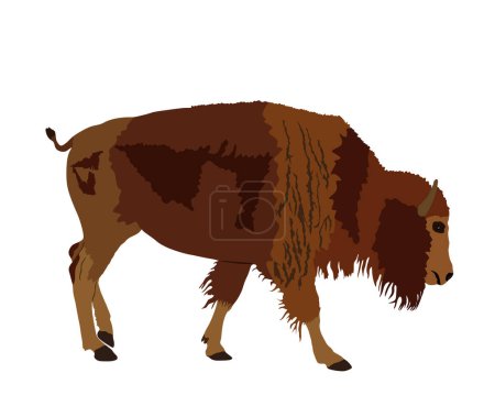 Calf bison vector illustration isolated on white background. Portrait of shape baby buffalo male, symbol of America wildlife. Strong animal, Indian culture native people. Buffalo cubs grassing. 