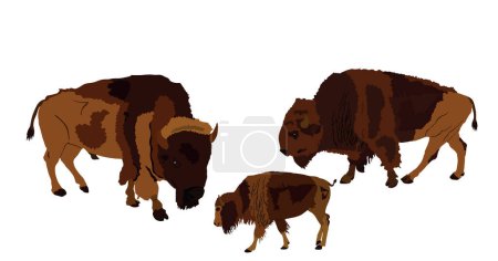 Drove of Bisons family vector illustration isolated. Calf bison, animal cub baby. Herd of buffalo symbol of America wildlife. Strong animal, Indian culture native people. Buffalo cubs grassing. 