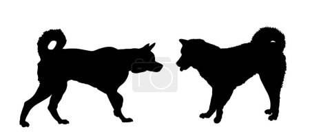 Illustration for Siberian Husky dog couple in love vector silhouette illustration isolated on white background. Beware of dog pet. Dog shape symbol. Smart canine shadow. Akita Inu against Samoyed. - Royalty Free Image