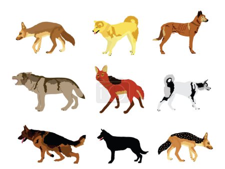 Lobo, coyote, chacal y perro colección vector ilustración aislada. Lobo de crin. Husky, Samoyed y Akita Inu. Lobo. Razas de perros. Coyote y símbolo de bestia chacal. Animales salvajes y de compañía.