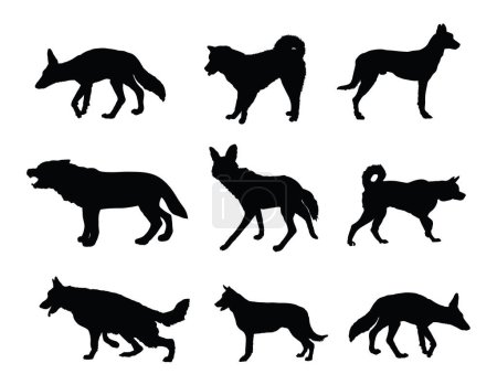 Wolf, coyote,jackal and dog collection vector silhouette illustration isolated. Maned wolf. Husky and Akita Inu. Wolf shape shadow. Dog breeds. Coyote and jackal beast symbol. Wild and pet animal.
