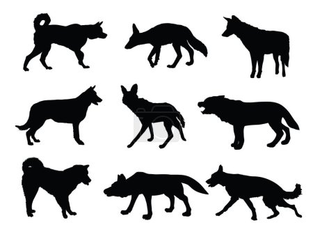 Lobo, coyote, chacal y perro colección vector silueta ilustración aislada. Lobo de crin. Husky y Akita Inu. Lobo forma sombra. Razas de perros. Coyote y símbolo de bestia chacal. Animales salvajes y de compañía.