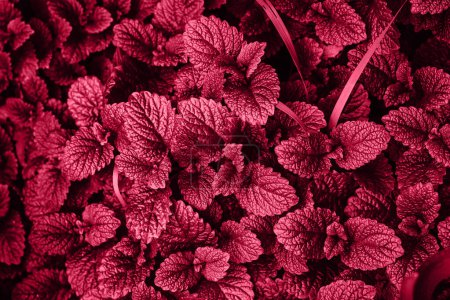 Photo for Mint Plant Grow Background. Color of the Year 2023 Viva Magenta. - Royalty Free Image