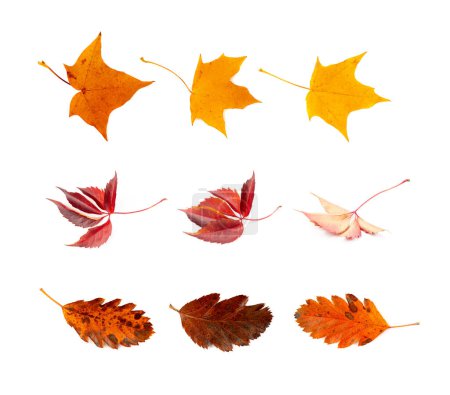 Téléchargez les photos : Ensemble de feuilles d'automne isolé, Feuilles d'arbre d'automne colorées, Feuillage orange rouge, Collection de feuilles d'automne sur fond blanc - en image libre de droit