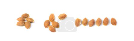 Téléchargez les photos : Noyaux de prunes isolés, Groupe de grains de fruits, Collection de graines de prunes, Noyaux d'abricot, Os de plantes avec amygdaline, Cuisson, Cosmétiques, Parfums Ingrédient sur fond blanc Vue du dessus - en image libre de droit