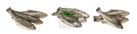 Photo for Raw trout set isolated. Fresh cutthroat, three steelhead fish, whole rainbow trout, trutta, fario, Oncorhynchus mykiss, freshwater trouts on white background top view - Royalty Free Image