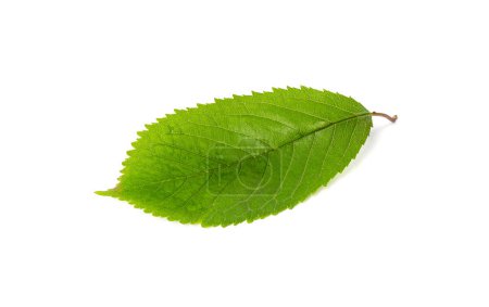 Photo for Cherry Leaf Isolated, Green Fruit Leaves, Cherry Tree Leaf on White Background - Royalty Free Image