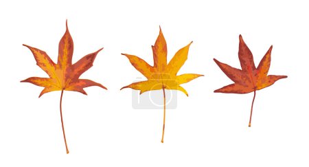 Illustration for Autumn Leaf Isolated, Colored Autumn Tree Leaves, Red Orange Foliage, Yellow Fall Leaf on White Background, Vector Illustration - Royalty Free Image