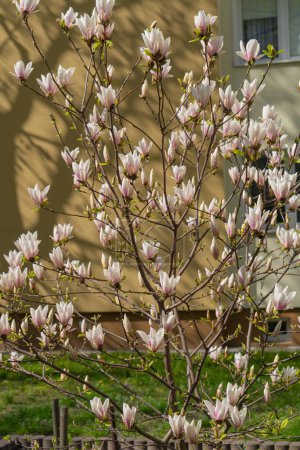 Photo for Flowering Magnolia Soulangiana Tree, Spring Pink Flowers with Selective Focus, Magnolia Blossom Closeup - Royalty Free Image