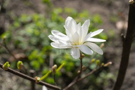 Photo for Flowering Magnolia Stellata, Spring White Flowers of Kobus with Selective Focus, Star Magnolia Tree for Modern Landscape Design - Royalty Free Image