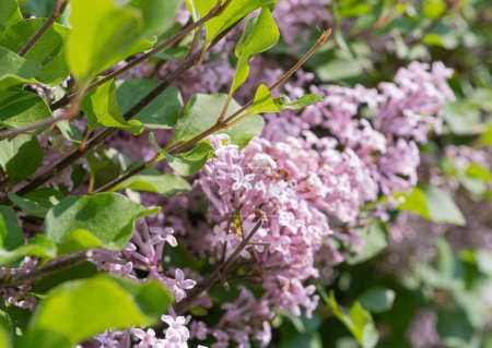 Photo for Syringa Meyeri Flowers Closeup, Green Hedge Palibin Plant Texture, Flowers and Leaves Wallpaper, Foliage Pattern, Lilac Bush with Fragrant Purple Flowers, Blurred Background - Royalty Free Image
