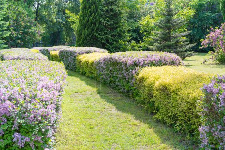 Syringa Meyeri Green Hedge Texture Background, Korean Lilac or Dwarf Lilac Flowers Pattern, Green Violet Plant Wall Mockup, Lilac Bush, Hedge with Fragrant Purple Flowers