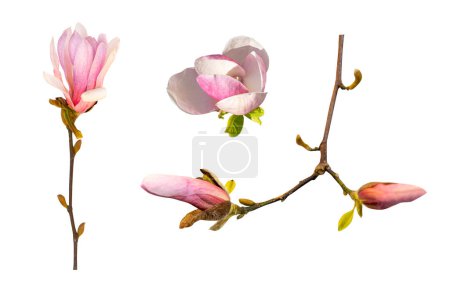 Photo for Magnolia Soulangiana Flowers Development Stages, Spring Pink Flowering Phases Isolated, Magnolia Blossom Isolated on White Background, Clipping Path - Royalty Free Image