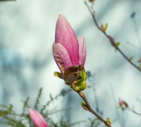 Photo for Flowering Magnolia Soulangiana, Spring Pink Flowers with Selective Focus, Magnolia Blossom Closeup - Royalty Free Image