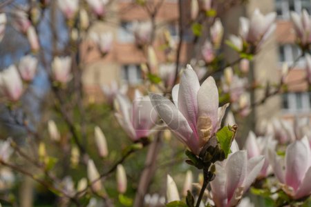 Photo for Flowering Magnolia Soulangiana, Spring Pink Flowers with Selective Focus, Magnolia Blossom Closeup - Royalty Free Image