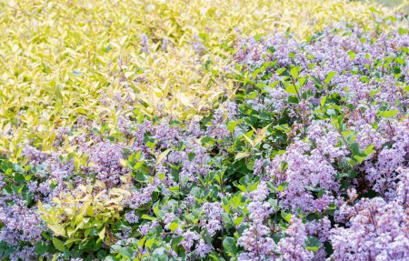 Photo for Syringa Meyeri Green Hedge Texture Background, Korean Lilac or Dwarf Lilac Flowers Pattern, Green Violet Plant Wall Mockup, Lilac Bush, Hedge with Fragrant Purple Flowers - Royalty Free Image