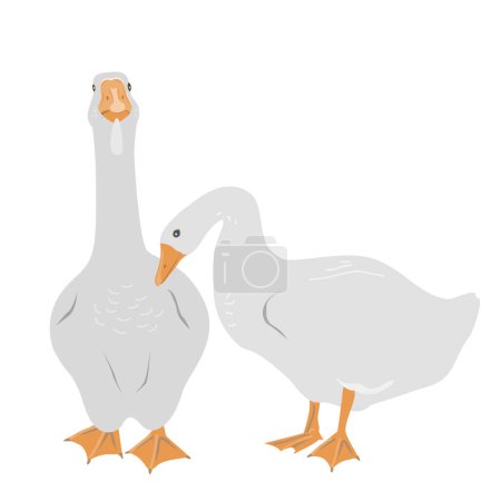 Illustration for Pair of female and male goose isolated on white background, geese couple in flat style. Vector illustration. - Royalty Free Image