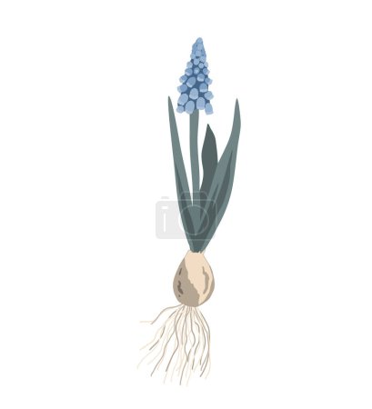 Ilustración de Grape hyacinth with onion, roots, leaves and blossom. Muscari plant isolated on white background. Vector illustration - Imagen libre de derechos