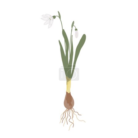 Téléchargez les illustrations : Déneigement isolé sur fond blanc. Première fleur de printemps avec racines et bulbe, illustration vectorielle - en licence libre de droit