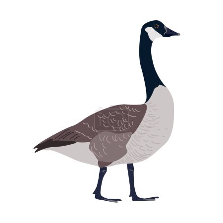 Isolated Canada geese icon, vector isolated illustration. Standing bird.