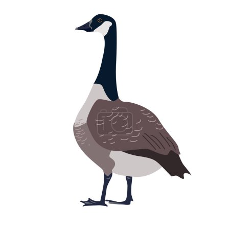 Isolated Canada geese icon, vector isolated illustration. Standing bird.