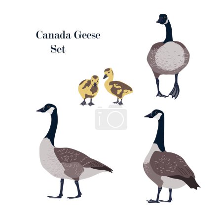 Canada geese set with adult birds in different poses and goslings. Isolated Canada geese icon, vector isolated illustration