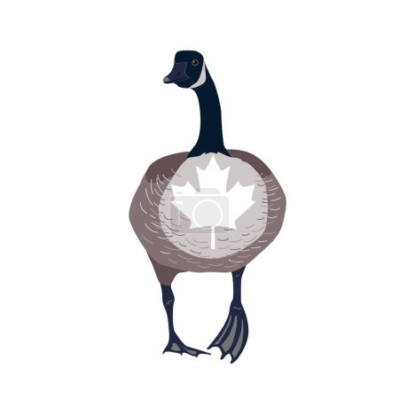 Canada goose bird with Canadian flag maple leaf on its chest. Vector isolated illustration