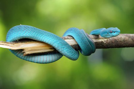 Foto de Cara de serpiente víbora azul primer plano, serpiente víbora, insularis azul, Trimeresurus Insularis, primer plano animal - Imagen libre de derechos