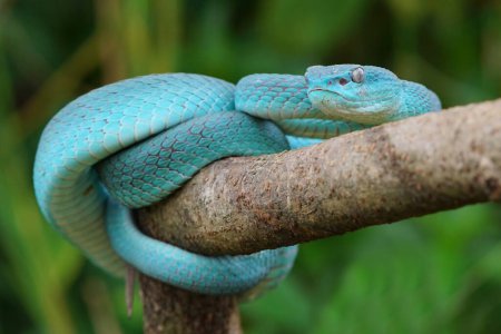 Cara de serpiente víbora azul primer plano, serpiente víbora, insularis azul, Trimeresurus Insularis, primer plano animal