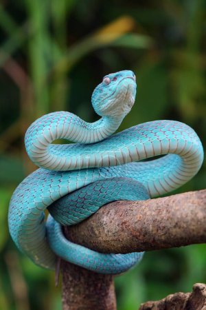 Téléchargez les photos : Serpent vipère bleu gros plan, Serpent vipère, insularis bleu, Trimeresurus Insularis, gros plan animal - en image libre de droit