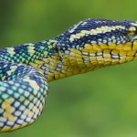 Tropidolaemus subannulatus closeup, Wagleri viper closeup head on isolated background, Closeup snake,