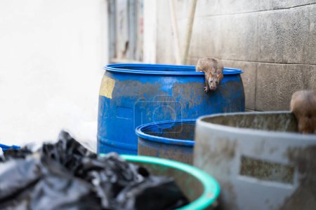 Téléchargez les photos : Les rats sont à la poubelle pour manger. Puant et humide. Concentration sélective. - en image libre de droit