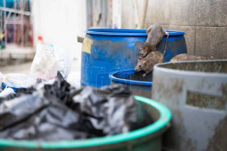 Téléchargez les photos : Les rats sont à la poubelle pour manger. Puant et humide. Concentration sélective. - en image libre de droit