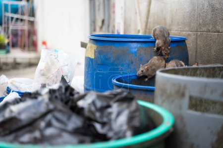 Foto de Las ratas están en la basura para comer. Apestoso y húmedo. Enfoque selectivo. - Imagen libre de derechos