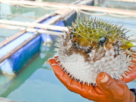 Téléchargez les photos : Poisson-globe capturé par le pêcheur - en image libre de droit