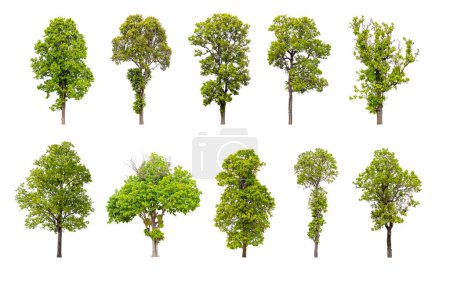 Collection of trees isolated on white background, A beautiful trees from Thailand.