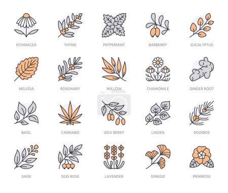 Illustration for Medical herbs flat line icons. Medicinal plants echinacea, melissa, eucalyptus, goji berry, basil, ginger root, thyme, chamomile. Thin signs for herbal medicine. Orange color. Editable Stroke. - Royalty Free Image