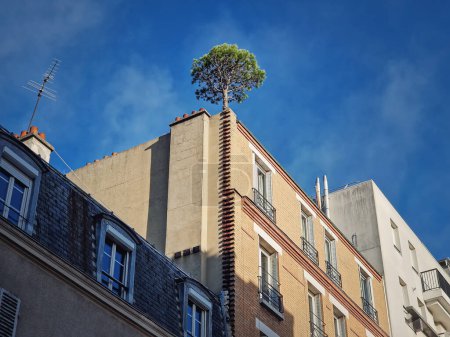 Foto de Árbol de pino creciendo en la parte superior de un edificio en Asnieres, Francia. Ambiente de la ciudad, concepto de ecologización, el poder de la naturaleza. Plantas que crecen en el techo de hormigón - Imagen libre de derechos