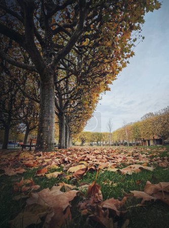 Foto de Hermoso día en el parque de otoño con hojas doradas caídas de árboles sicómoros. Escena temporada otoño - Imagen libre de derechos