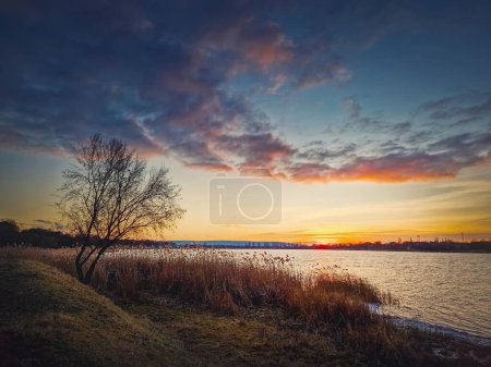 Téléchargez les photos : Scène du soir au lac avec un seul arbre sur le rivage parmi roseau doré. Coucher de soleil vibrant sur l'étang - en image libre de droit