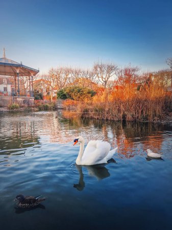 Téléchargez les photos : Cygne blanc et canards mandarins flottant sur le lac dans le parc de la mairie d'Asnières sur Seine, France - en image libre de droit