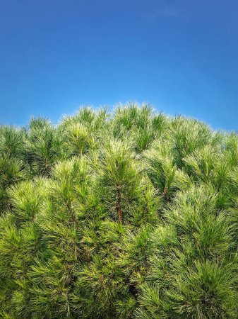 Téléchargez les photos : Gros plan branches de pin avec aiguilles persistantes sur fond bleu ciel - en image libre de droit
