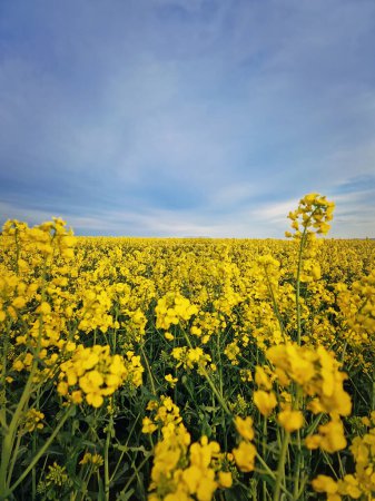Foto de Cerca del campo de colza. Tierra abierta con flores de canola amarillas. Temporada de primavera tierras de cultivo floreciendo - Imagen libre de derechos