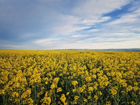 Téléchargez les photos : Graine de colza en plein champ. Terrain avec des fleurs de canola jaune. Floraison saisonnière des terres agricoles de printemps - en image libre de droit