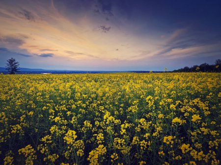 Photo for Rapeseed field under sunset sky background. Land with yellow canola flowers in the evening. Spring farmland seasonal blooming - Royalty Free Image