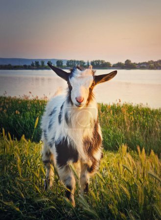 Photo for Portrait of a yeanling on the pasture. Black and white spotted goat kid in the meadow near the lake. Idyllic spring light - Royalty Free Image