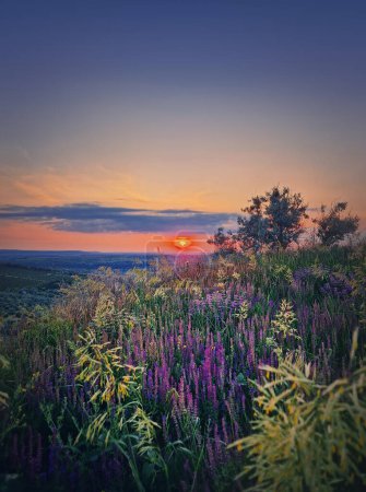 Téléchargez les photos : Coucher de soleil d'été avec vue sur la vallée verdoyante aux fleurs violettes, fond vertical - en image libre de droit