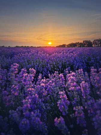 Téléchargez les photos : Scène pittoresque de champ de lavande en fleurs. Belles fleurs roses violettes dans la lumière chaude de l'été. Plantes parfumées de lavandula fleurissent dans la prairie, backgroun vertical - en image libre de droit