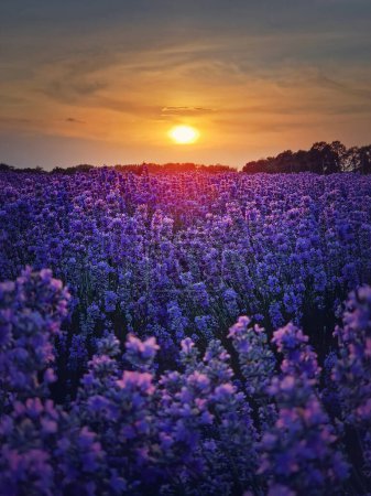 Téléchargez les photos : Scène pittoresque de champ de lavande en fleurs. Belles fleurs roses violettes dans la lumière chaude de l'été. Plantes parfumées de lavandula fleurit dans le meado - en image libre de droit